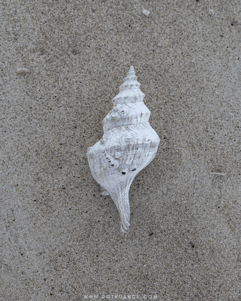 Fibonacci - seashell aesthetic