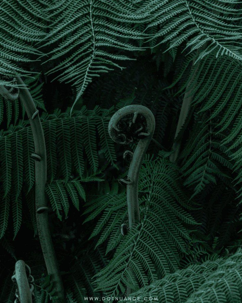 Fibonacci sequence nature