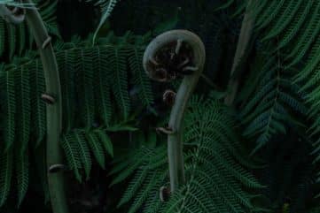 Fibonacci sequence