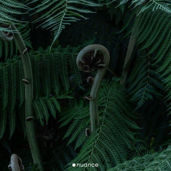 Fibonacci sequence